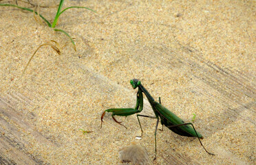 Mantis religiosa