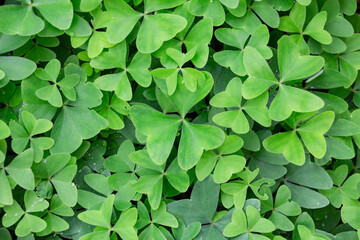 Clover