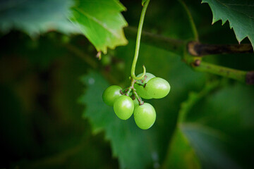 Grapes