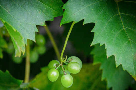 green grapes