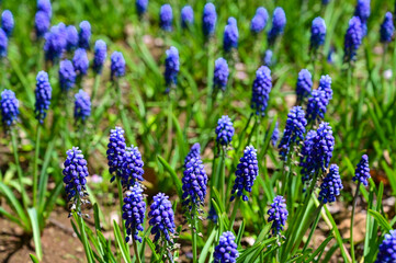 Grape hyacinth field in garden, spring season.