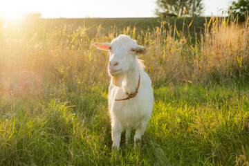 Obraz premium A white goat calmly stands in a lush, green field illuminated by warm sunlight. The surrounding tall grasses sway gently, highlighting a peaceful rural atmosphere.