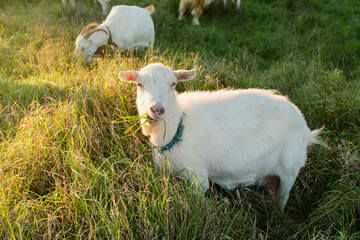 Obraz premium A white goat stands in a lush green field, nibbling on fresh grass as the sun sets in the background, creating a warm, golden glow across the landscape.