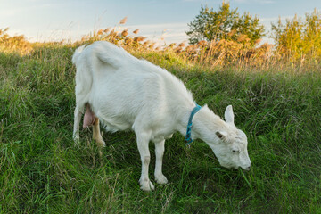 A goat with white fur peacefully grazes on vibrant green grass, surrounded by tall vegetation and trees. The late afternoon light casts a warm glow over the scene.