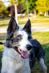 Fototapeta premium Close-up of a happy Border Collie with blue eyes in a sunny park