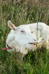Obraz premium The white goat enjoys a hearty snack in a vibrant green field, surrounded by tall grasses and wildflowers under bright sunlight.