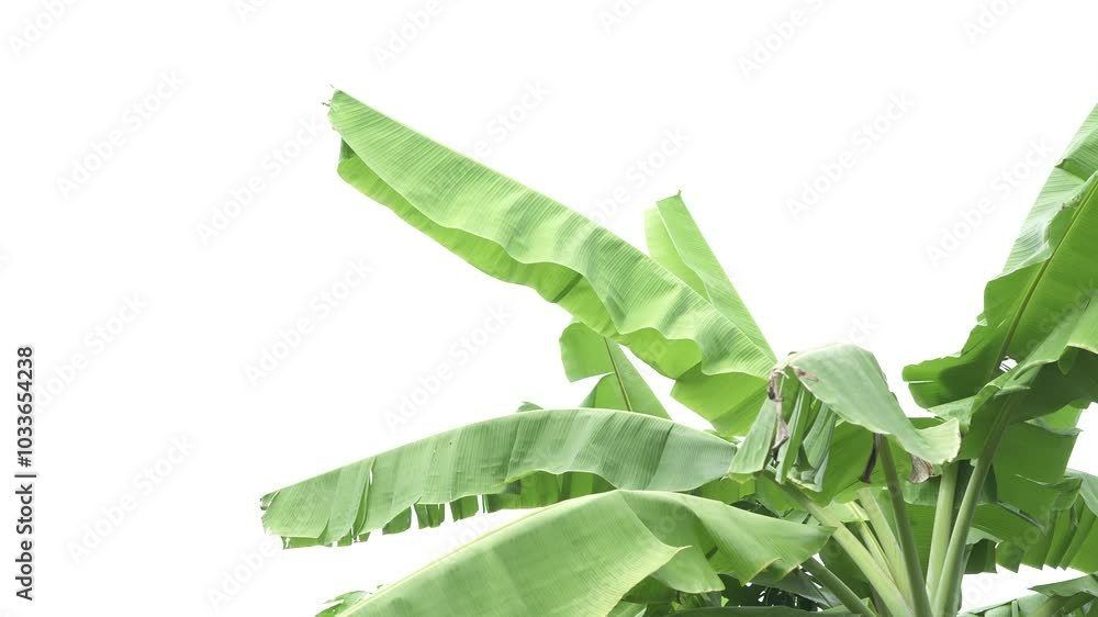 Poster Lush green banana leaves reaching towards bright sky create vibrant tropical atmosphere, where fresh foliage adds sense of vitality and natures beauty to any setting.