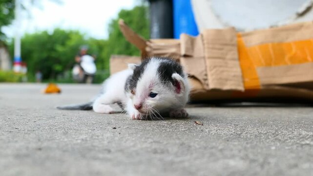 a poor abandoned one-eyed kitten groans and crawls with difficulty by the roadside