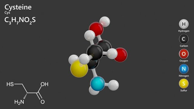 Cysteine or L Cysteine. Semi-essential amino acid. Antioxidant. Animated 3d model of molecule. Molecular formula: C3H7NO2S. Chemical model: Ball and Stick. Gray background. 3d rendering. Seamless loop