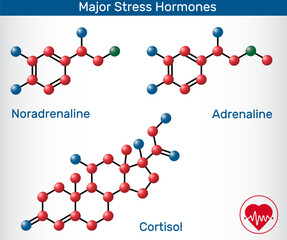 Major stress hormones molecules. Adrenaline (Epinephrine), Noradrenaline (Norepinephrine), Cortisol chemical structures. Vector illustration © bacsica