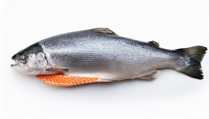 Fototapeta premium Salmon on White top view 