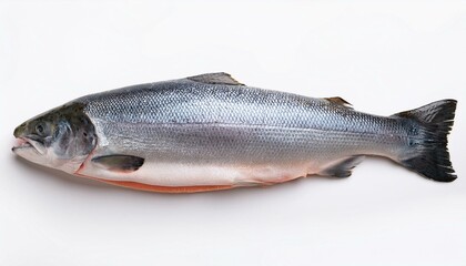 Obraz premium Salmon on White top view 