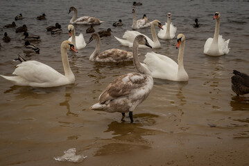 Winter fog on the waterfront. People walk along the waterfront along the river, feeding the ducks and swimming.