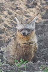 Obraz premium bat eared fox, (Otocyon megalotis), sitting on the sand, ears back, listening attentively