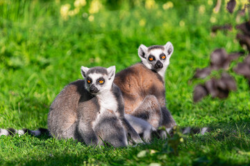  two ring-tailed lemur, (Lemur catta), sitting on the green grass on a sunny day