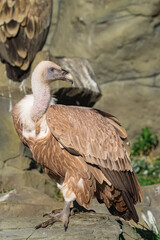 Eurasian griffon vulture, (Gyps fulvus),  standing on a rock, on a sunny day, looking back