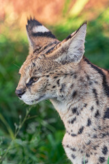 serval, (Leptailurus serval), side head portrait, close view, with vegetation background
