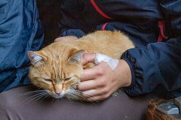 ginger cat lying on black background, shallow depth of field.