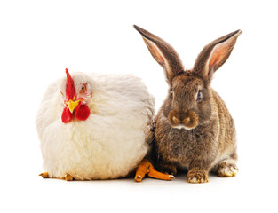 Rabbit and chicken.