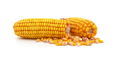 Corn cob with grain.