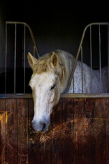 White horse in the stable. Portrait of a white horse.