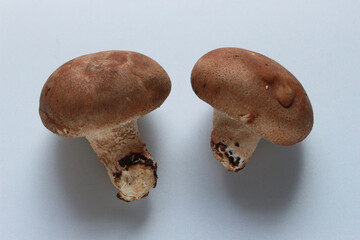 椎茸のイメージ（白背景）