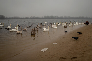 Winter fog on the waterfront. People walk along the waterfront along the river, feeding the ducks and swimming.