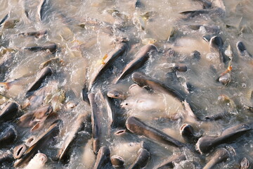 fishes were eating foods in the river