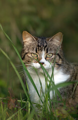 Sguardo magnetico di gatto nascosto tra fili d'erba