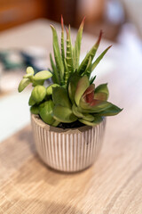 Natural Serenity: The Charm of Indoor Plants