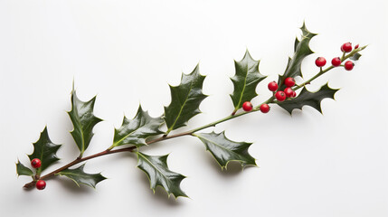 holly and berries isolated on white