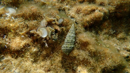 Seashell of common cerith or European cerith (Cerithium vulgatum) undersea, Aegean Sea, Greece, Halkidiki, Kakoudia beach