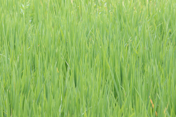 Green Paddy field background