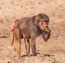  female hamadryas baboon, (Papio hamadryas), eating some fruit, on sandy ground, on a very sunny day