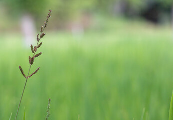 Green grass with blurry green paddy field