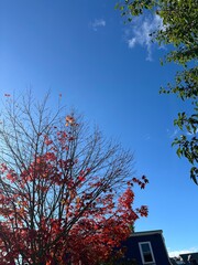 two trees with fall colours against a blue sky