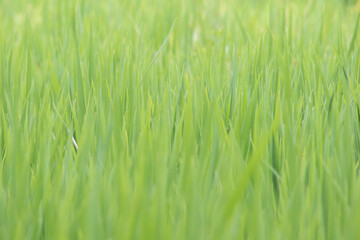 Green Paddy field background