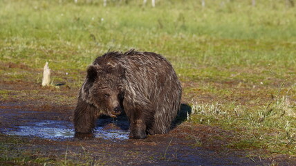 Brown bear yearling in a swampy pool