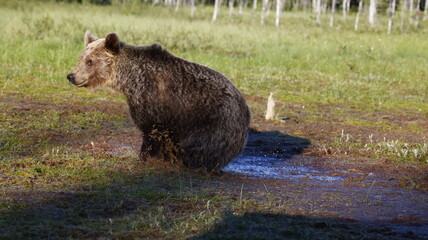 Brown bear yearling in a swampy pool