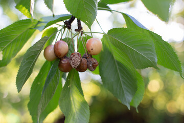Rotten spoiled berry or fruit. Mold sweet cherries on tree in fruit garden. Spoiled berry. Diseases of trees. Gardening problems.