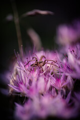 Spinne