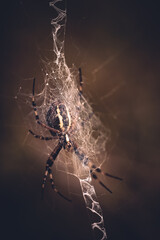 Netz der Spinne