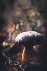 Pilz