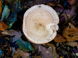 Kaneelkleurige melkzwam - Lactarius quietus