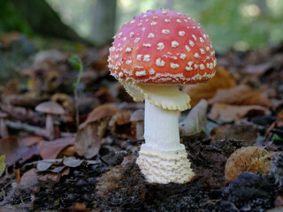 Vliegenzwam - Amanita muscaria
