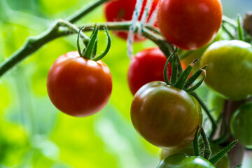 Home grown red tomatoes in juicy close up view condition 