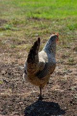 A rear view of a free-range chicken standing on natural, earthy ground in a rural setting. The scene emphasizes eco-friendly, sustainable farming practices with open, natural surroundings.