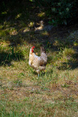 A chicken stands in a grassy field on a sunny day in the Azores, Portugal. The chicken is surrounded by tall grass and vegetation, creating a peaceful rural scene.