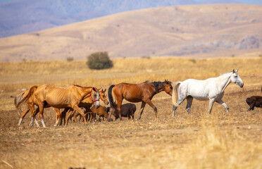 A herd of horses graze in the meadow in summer, eat grass, walk and frolic. Pregnant horses and...