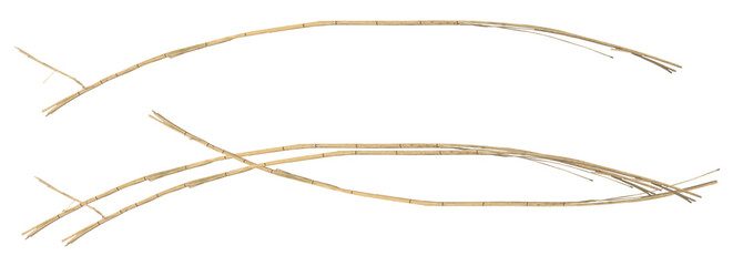 Dry sugarcane stalks. On isolated transparent background.